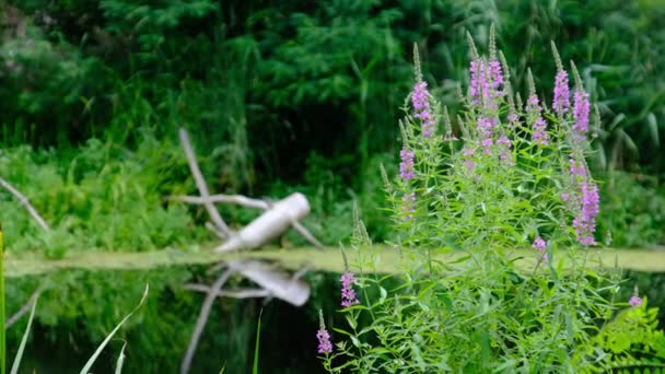 Vacker grön natur vid floden med blommande rosa växter på sommaren — Stockvideo