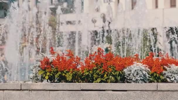 Fountain with Bright Red Flowers in the City Park in Summer — Vídeo de Stock