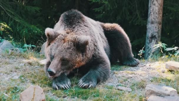 L'orso bruno giace nella foresta selvaggia in una giornata estiva — Video Stock