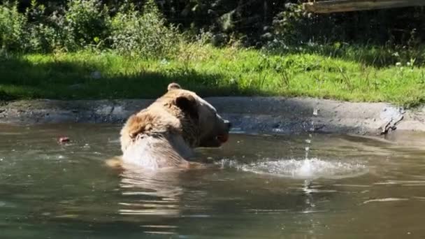 Brown Bear Plays in the Pond in the Reserve and Funny Swimming in the Water — 图库视频影像