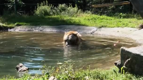 Καφέ αρκούδα παίζει στη λίμνη στο αποθεματικό και αστείο κολύμπι στο νερό — Αρχείο Βίντεο
