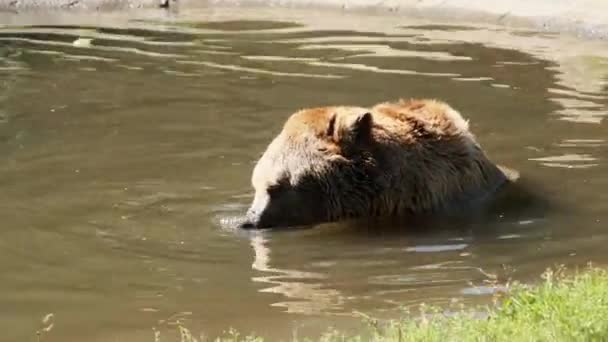 Orso bruno gioca nello stagno nella riserva e nuoto divertente in acqua — Video Stock
