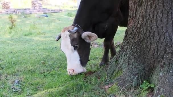 Коричневая корова пасет на зеленом, экологически чистом пастбище — стоковое видео