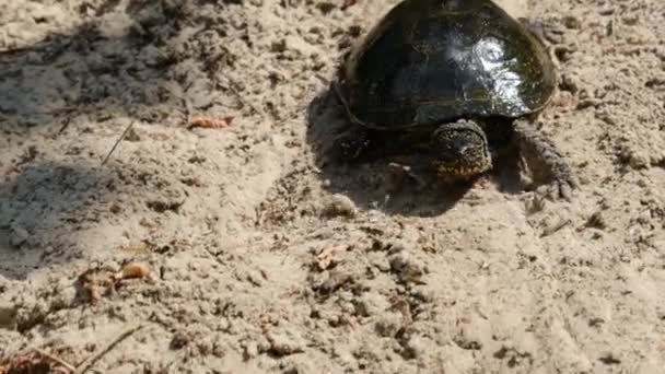 거북은 여름, 느린 동작으로 모래에 크로스 킹 — 비디오