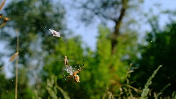 Pavouk chytí vážku v síti a zabalí ji do zámotku, pomalým pohybem — Stock video