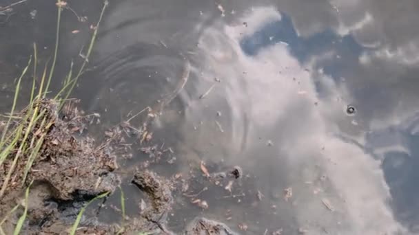 Slangen zwemmen in de rivier door moerasstruiken en algen, close-up. — Stockvideo