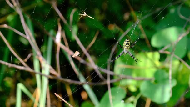 Velký pavouk zblízka na webu na pozadí zelené přírody v lese — Stock video