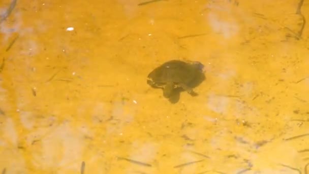 Tortuga del río nada bajo el agua en el estanque sobre la arena amarilla — Vídeo de stock
