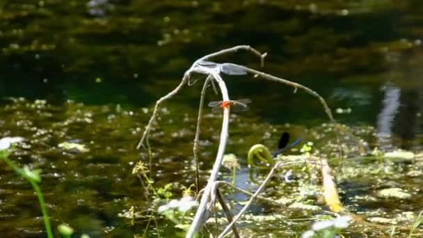 Červená vážky na větvi v zelené přírodě u řeky, zblízka — Stock video