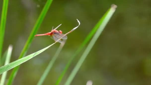 Libélula roja en una rama en la naturaleza verde junto al río, Primer plano — Vídeos de Stock