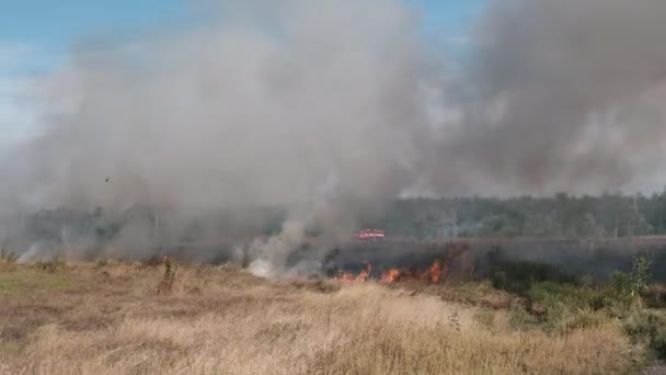 Fire Dry Grass in Field near the Village in Summer, Burning Grass — Αρχείο Βίντεο