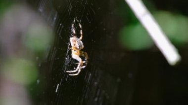 Örümcek Araneus Yeşil Doğanın Arkaplanına Karşı Bir Web 'de Yakın plan