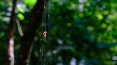 Örümcek Araneus Yeşil Doğanın Arkaplanına Karşı Bir Web 'de Yakın plan