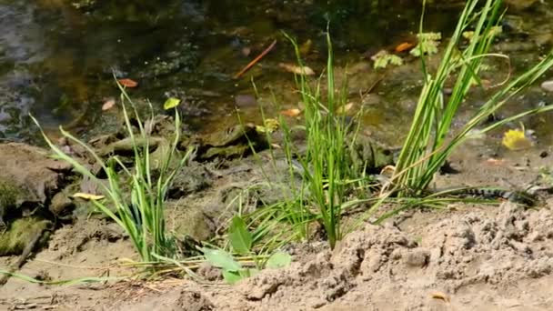 Snake Crawls in Marsh through Swamp Thickets and Algae, Close-up — Stok Video