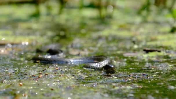 Портрет змеи в болотах и водорослях, крупный план, змея в реке — стоковое видео