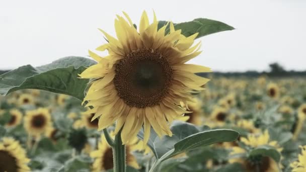 Solrosen blommar i fältet på himlen bakgrund i sommardagen, närbild — Stockvideo