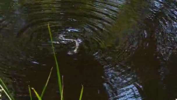 Slangen zwemmen in de rivier door moerasstruiken en algen, close-up. — Stockvideo
