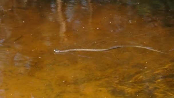 Orm simmar i floden genom träsk biljetter och alger, närbild. — Stockvideo
