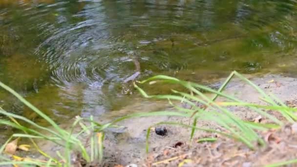 Had plave v řece bažinatými houštinami a řasami, zblízka. — Stock video