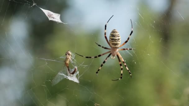 Aranha pega uma libélula em uma teia e a envolve em casulo, câmera lenta — Vídeo de Stock