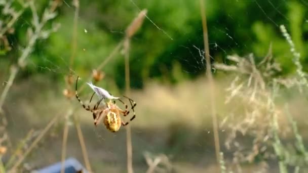 Pavouk chytí hmyz v síti a zabalí ho do kokonu, pomalým pohybem — Stock video