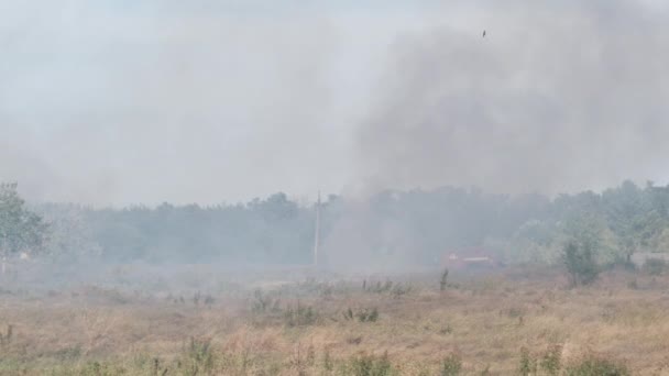 Vuur droog gras in het veld in de buurt van het dorp in de zomer, Wildvuur van de droge stoppels — Stockvideo