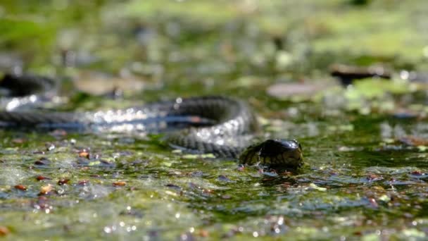 Portret węża w zaroślach bagiennych i glonach, zbliżenie, wąż w rzece — Wideo stockowe