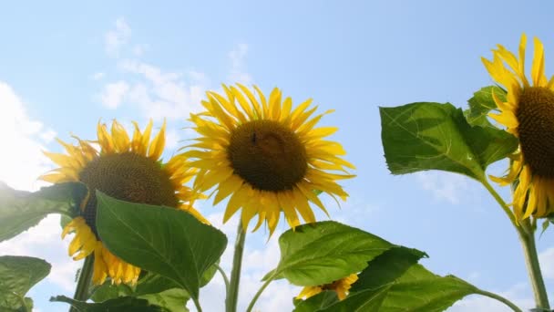 Girasol en el campo y abeja arrastrándose sobre él en el cielo Fondo, Primer plano — Vídeos de Stock