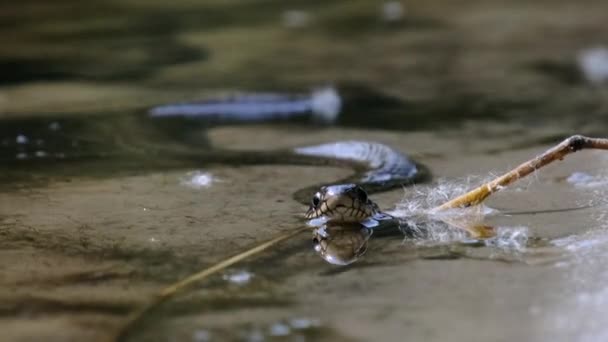 Retrato de Serpiente en el Río, Primer plano. — Vídeos de Stock