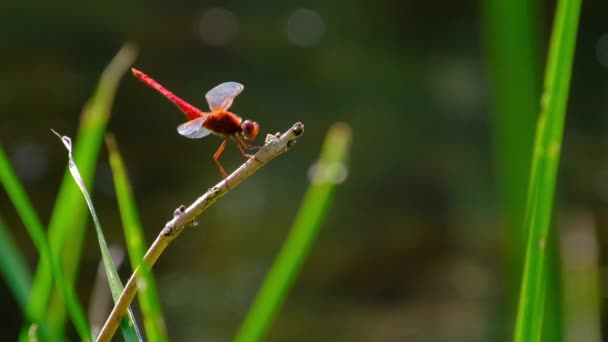 Красная стрекоза на ветке в зеленой природе у реки, крупный план — стоковое видео
