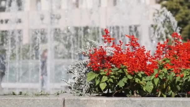 Fonte com flores vermelhas brilhantes no parque da cidade no verão — Vídeo de Stock