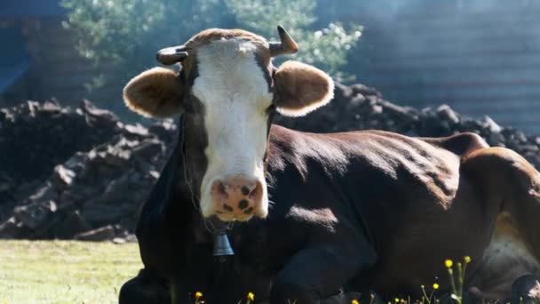 Kráva leží na trávníku a hledí do kamery a vydechuje páru z nosních dírek — Stock video