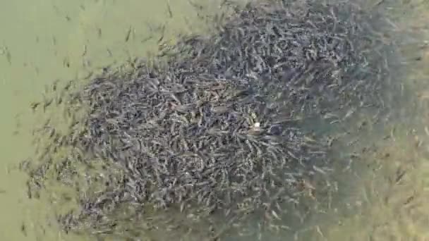 Velké hejno malých ryb plave v blízkosti vodní hladiny a jí chléb v jezeře — Stock video