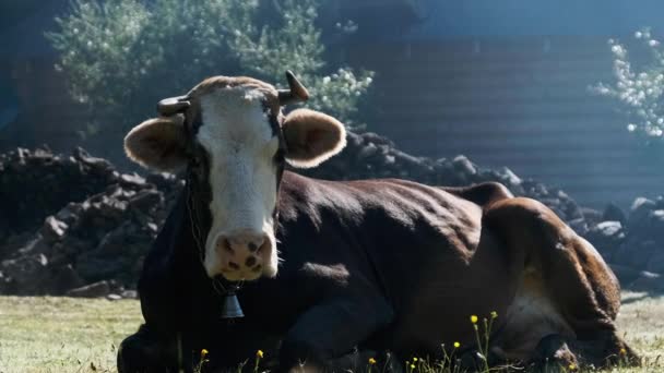 Menzogne di mucca sul prato e guarda dentro la telecamera ed esala vapore dalle narici — Video Stock