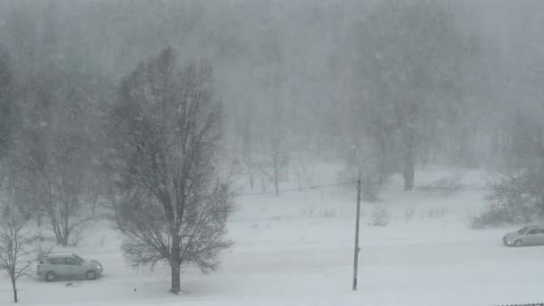 Silne opady śniegu na tle Puszczy Zimowej, Burza śnieżna, Blizzard — Wideo stockowe