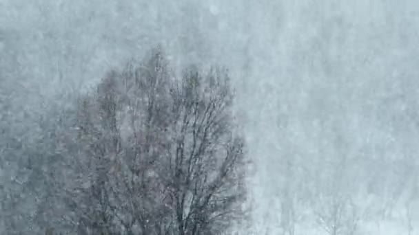 Fuertes nevadas en el fondo del bosque de invierno, tormenta de nieve, lagartija — Vídeos de Stock