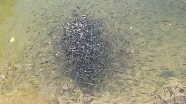 Große Schar kleiner Fische schwimmt nahe der Wasseroberfläche und frisst Brot im See — Stockvideo