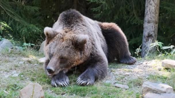 Brown Bear Lies in the Wild Forest on a Summer Day — Vídeo de Stock