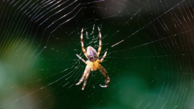 Örümcek Araneus Yeşil Doğanın Arkaplanına Karşı Bir Web 'de Yakın plan