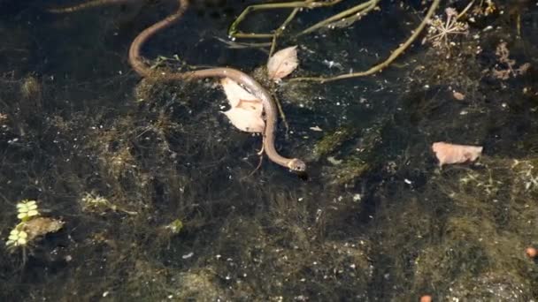 La serpiente se arrastra en el pantano a través de los matorrales del pantano y las algas, de cerca — Vídeos de Stock