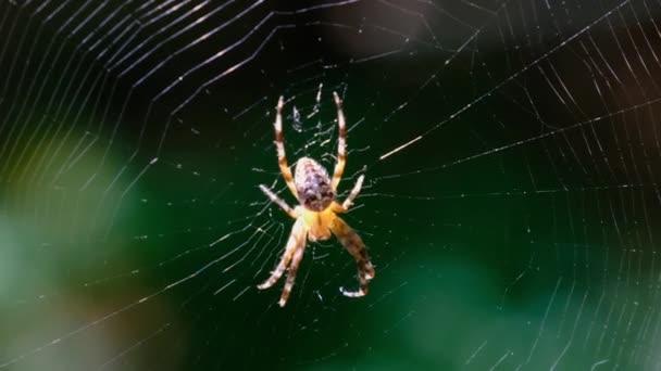 Spinne Araneus hautnah im Netz vor dem Hintergrund grüner Natur — Stockvideo