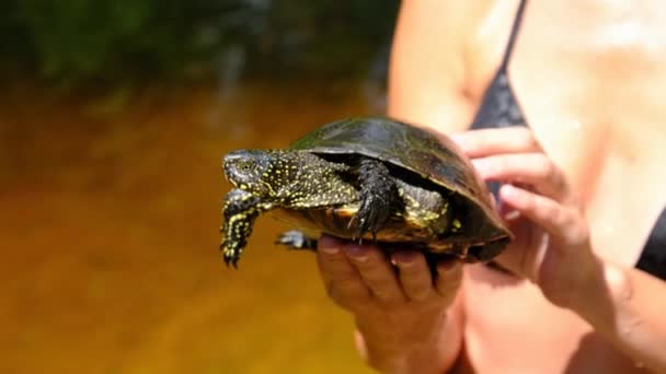 Turtle Lies on the Woman Hand on Backdrop of River with Green Vegetation — Stock Video