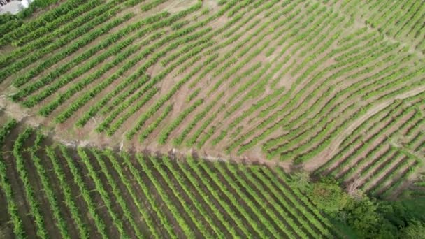 Vista aérea de los campos de viñedos en las colinas de Italia, Creciendo filas de uvas — Vídeo de stock