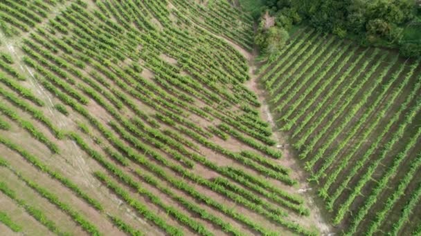 Letecký pohled na vinohradní pole na kopcích v Itálii, rostoucí řady hroznů — Stock video