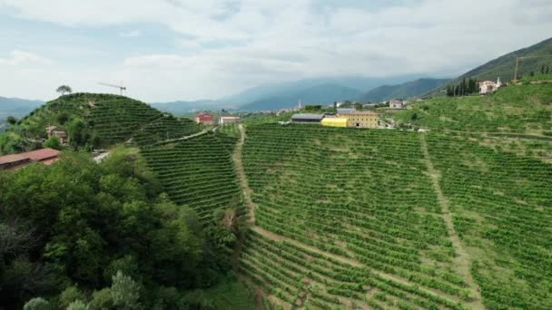 İtalya 'nın tepelerindeki üzüm bağlarının hava manzarası, büyüyen üzüm bağları. — Stok video