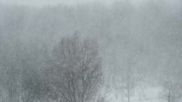 Neve pesada no fundo da floresta de inverno, tempestade de neve, nevasca — Vídeo de Stock