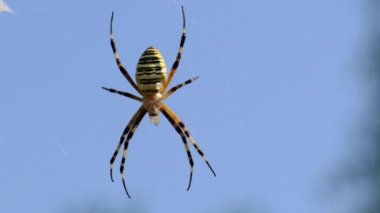 Spider Close-up on a Web against a Blue Sky, Argiope Bruennichi