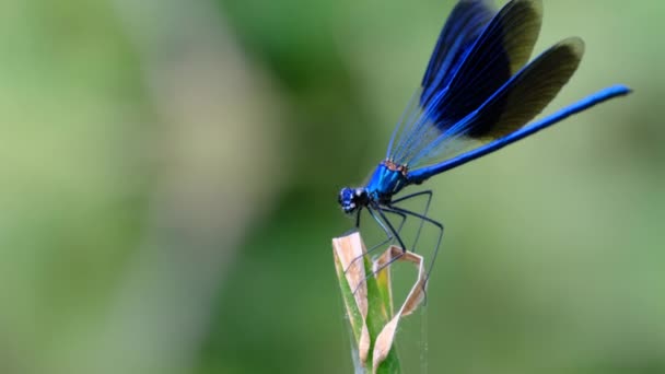 Blue Dragonfly on a Branch in Green Nature by the River, Primo piano — Video Stock