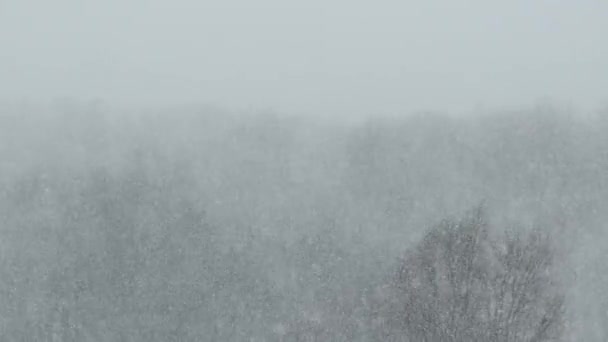 Fuertes nevadas en el fondo del bosque de invierno, tormenta de nieve, lagartija — Vídeos de Stock