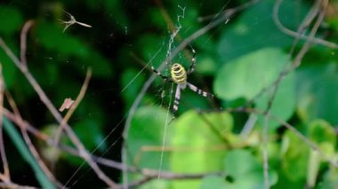 Örümcek Vahşi, Yakın Çekimde, Yavaş Çekimde, Yeşil Ormanda